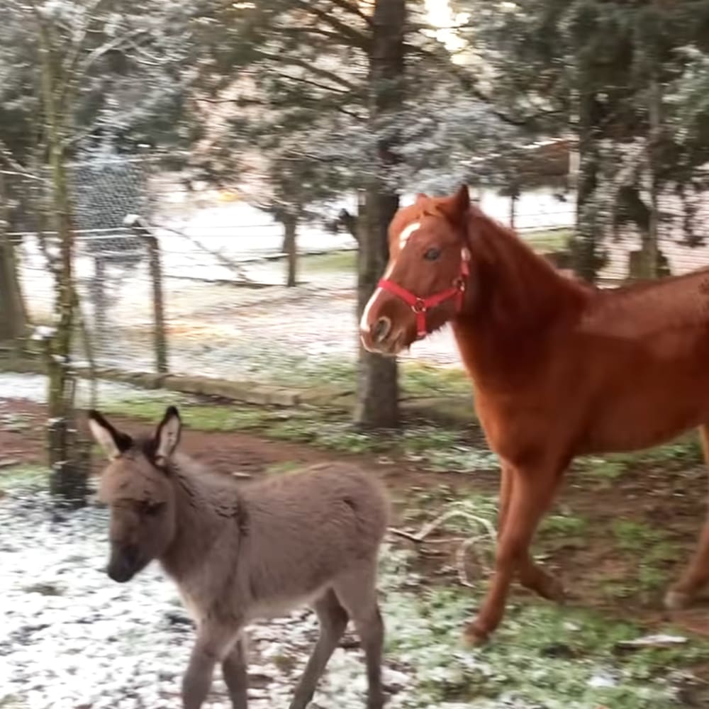 Juvenile donkey and adult horse in a snowy outdoor landscape with trees, late afternoon sunlight filtering through the branches.