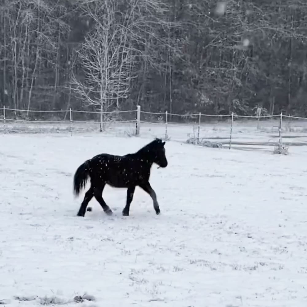 A black horse stands in a snowy field enclosed by a fence, surrounded by bare trees on an overcast winter day.