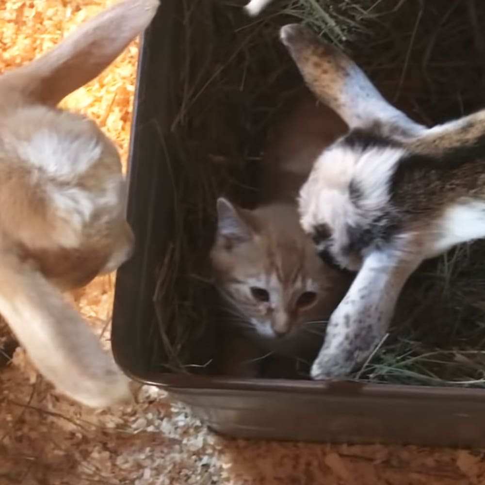 A tabby kitten inside a dark-colored plastic or metal container, partially visible light brown and white-furred goat on left. Setting appears to be indoors possibly farm or pet shelter.