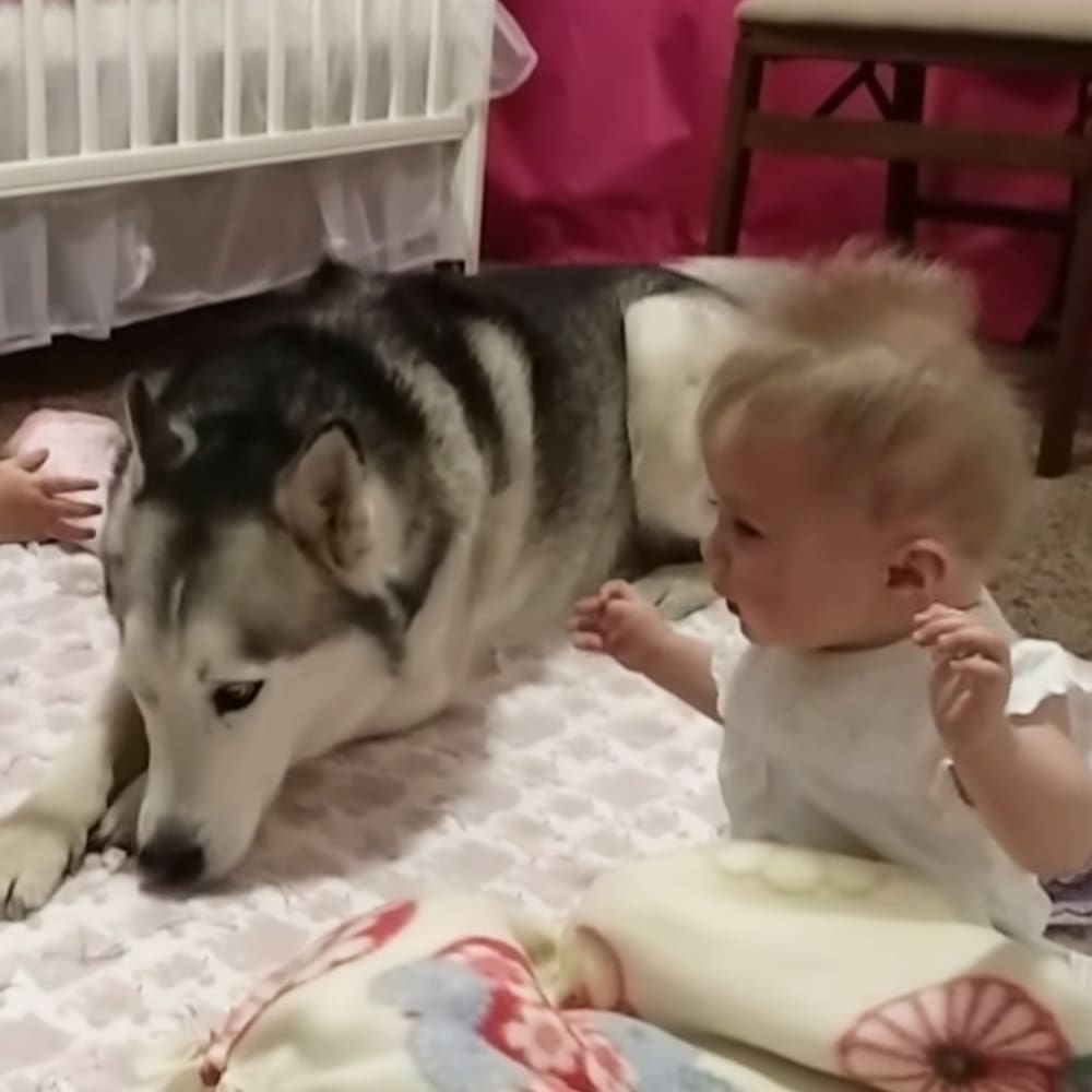 An infant wearing a white floral onesie interacts with an adult black and gray husky in a brightly lit bedroom setting. A white crib and wooden chair are visible.