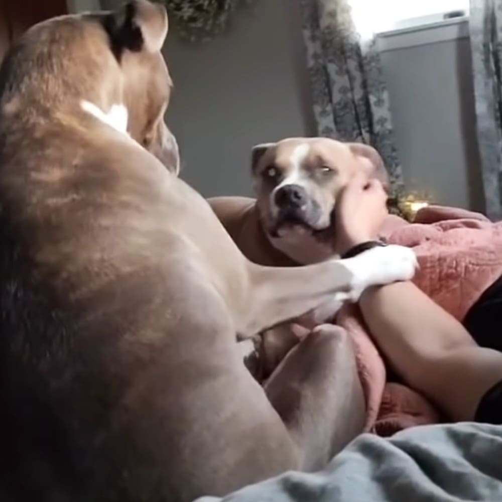 An adult male wearing a dark, loose-fitting shirt interacts with a brown and white brindle pit bull or pit bull mix in an indoor bedroom setting with light coming through curtains.