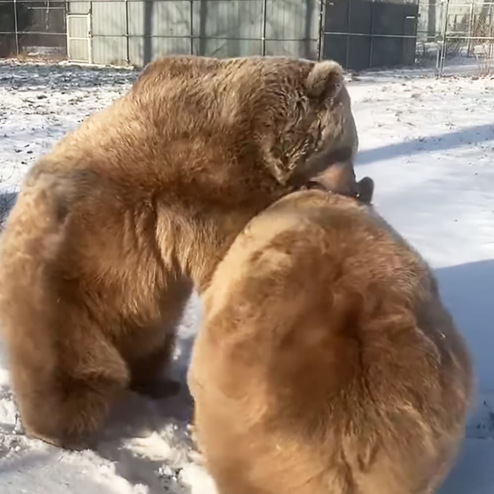 Two adult brown bears in a snowy outdoor enclosure with chain-link fencing and part of a building structure visible in the background, indicating winter season and daytime light.