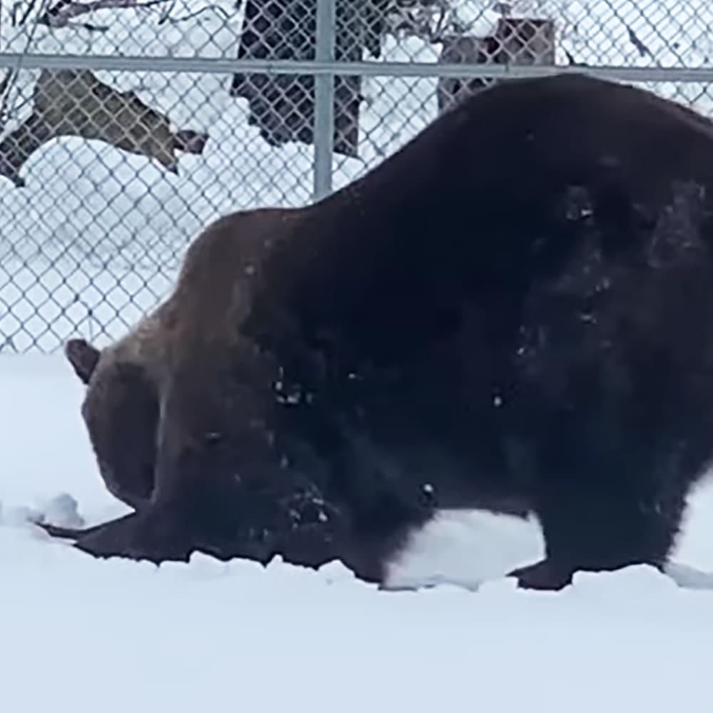 A bison with dark, predominantly dark brown or black coat, likely an adult, stands within a fenced enclosure in winter. Snow covers the ground and a chain-link fence is visible in the background under overcast daylight.