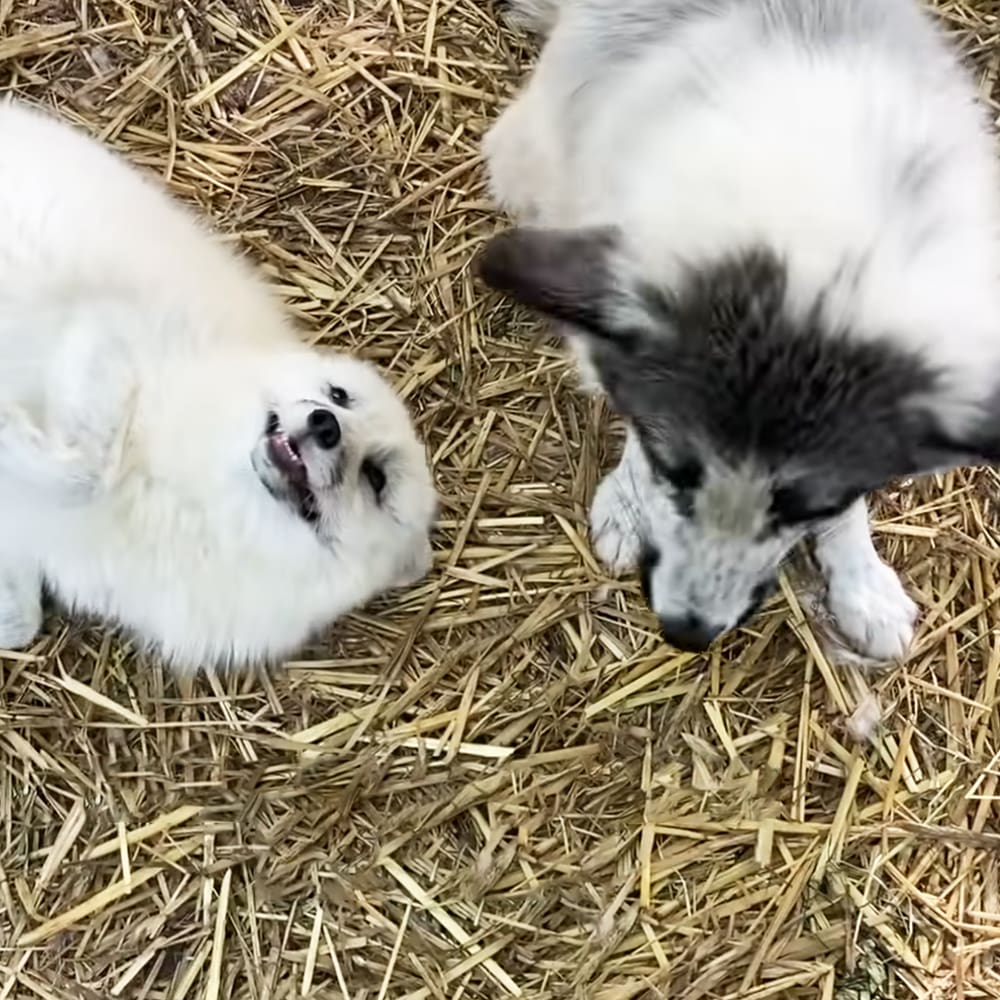 Two young puppies with predominantly white coats and black markings in a barn-like setting during daylight.