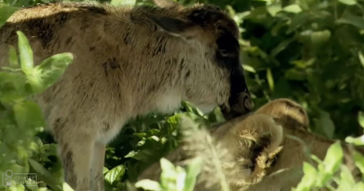 A young goat with light brown fur and darker markings stands amidst dense green foliage in a natural outdoor setting, illuminated by bright daylight.