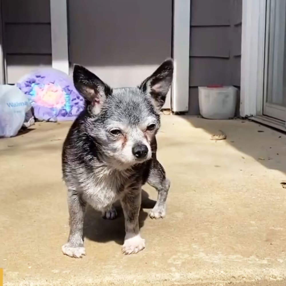 An older adult Chihuahua with black, gray, and white fur, standing outside near a house during late afternoon or early evening with scattered leaves on the ground.
