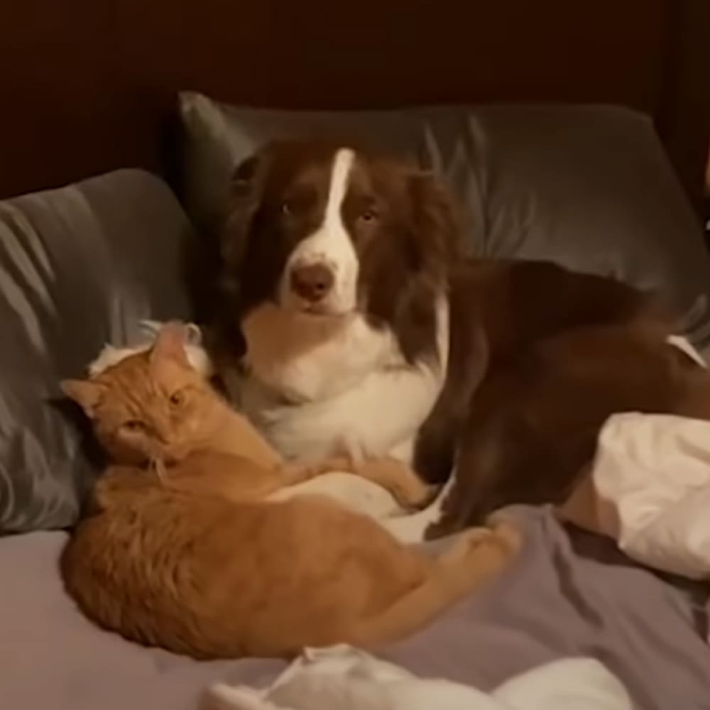 An adult Border Collie with brown and white fur resting alongside an orange and white tabby cat on a bed indoors, likely evening or nighttime lighting.