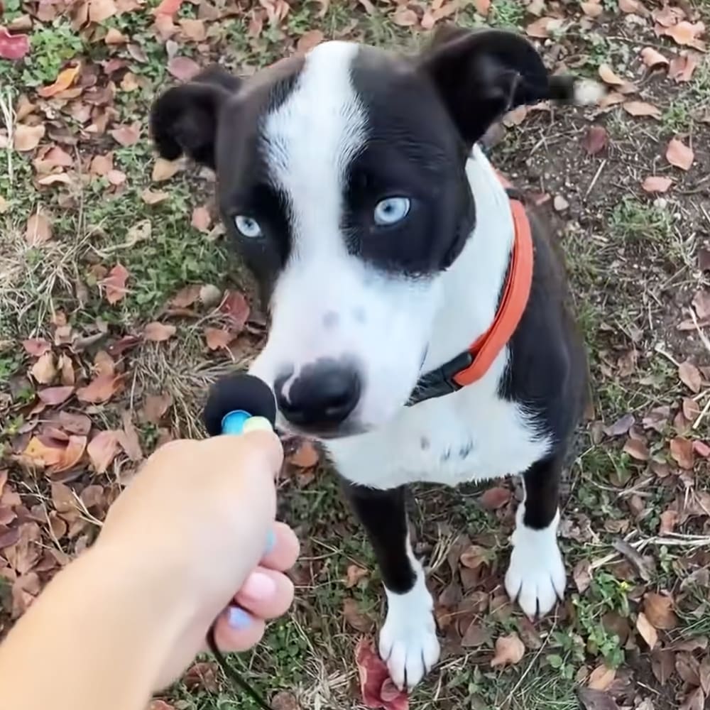 A mixed-breed dog with striking blue eyes, held by an adult in a park-like setting during autumn.