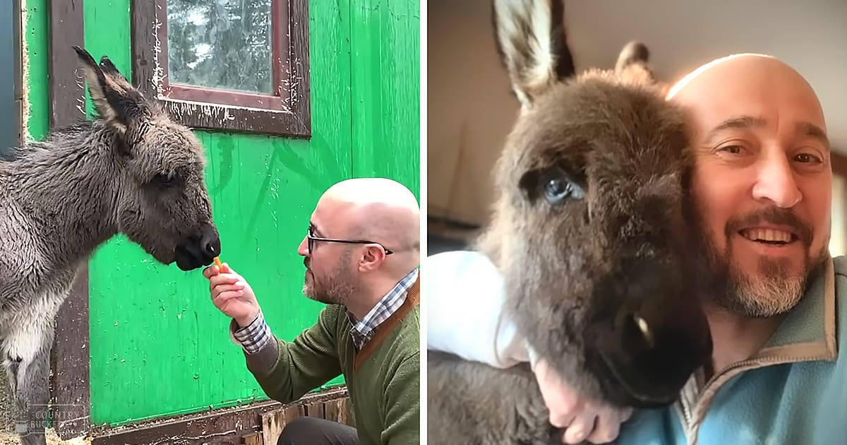 A juvenile donkey with grayish-brown coat, held indoors in what appears to be an animal shelter or sanctuary. An adult male wearing glasses and a green sweater interacts closely with the donkey.