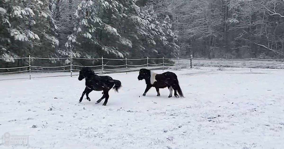 Two Shetland ponies, juvenile, stand in a snowy paddock with snow-covered trees and shrubs indicating winter season under natural daylight.