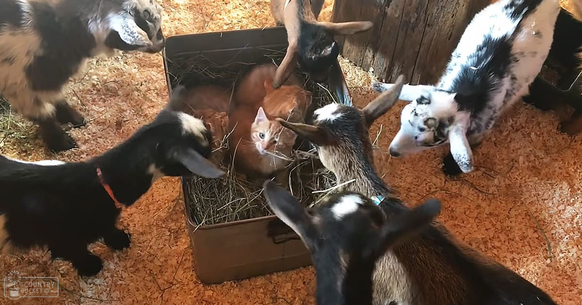 Goats interacting with an orange kitten in a barn setting, warm lighting suggests late afternoon, hay-filled wooden box