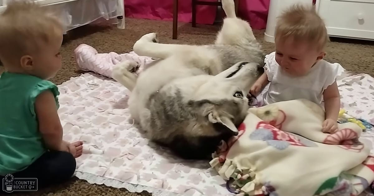 A playful husky dog interacting with two infants indoors, suggesting a casual home environment.