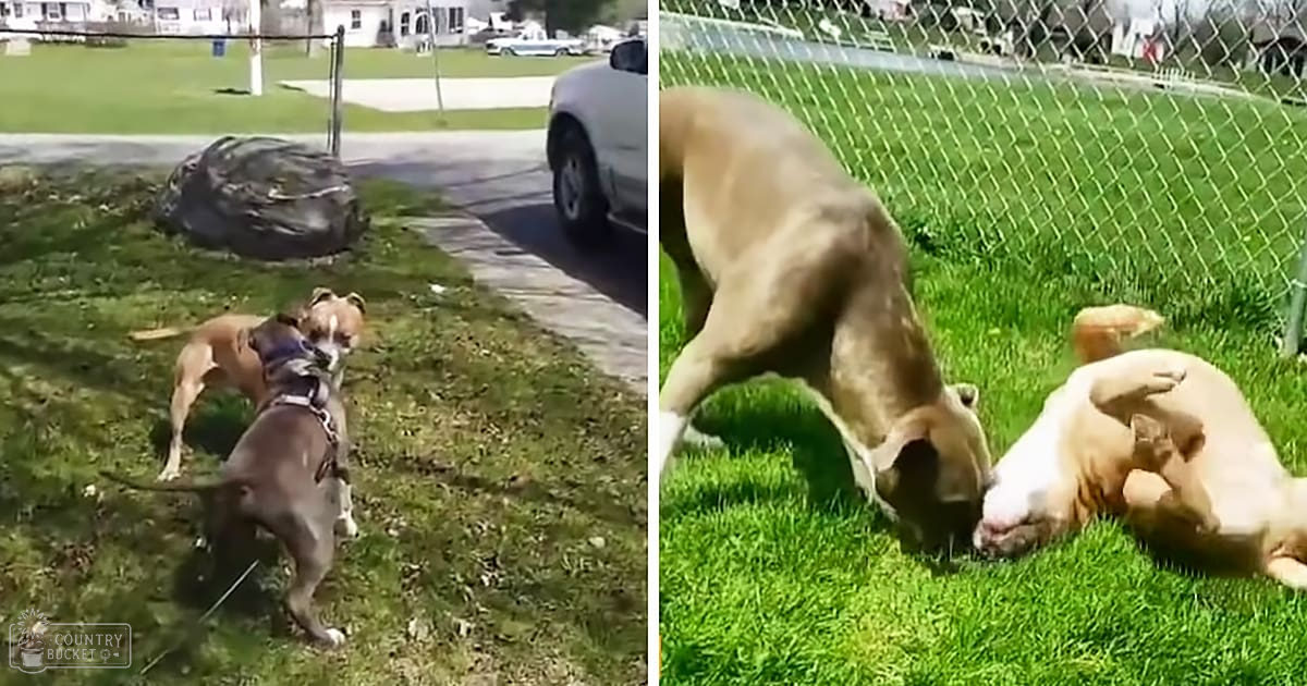 Two American Pit Bull Terriers playing in a grassy area with a chain-link fence; spring or summer day with bright midday light.