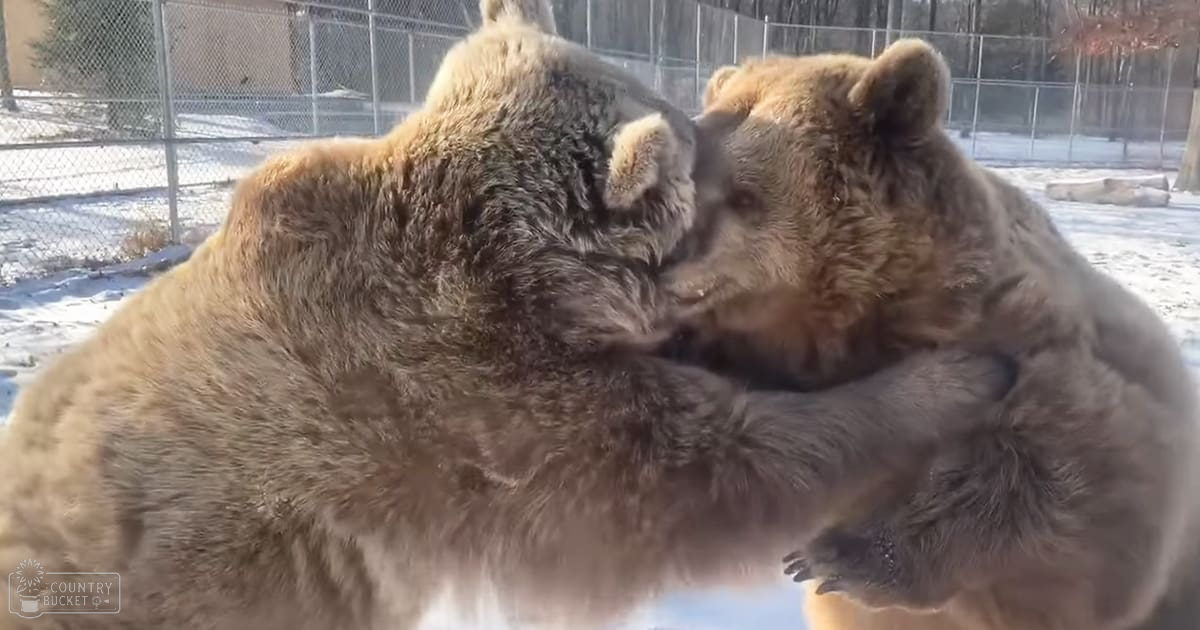 Two adult brown bears fighting in a snowy outdoor enclosure with a chain-link fence visible in the background during winter daytime.
