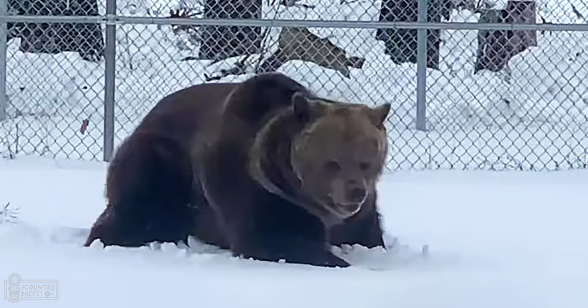 A large, brown bear with a thick coat of fur stands in a snowy outdoor enclosure surrounded by a chain-link fence.