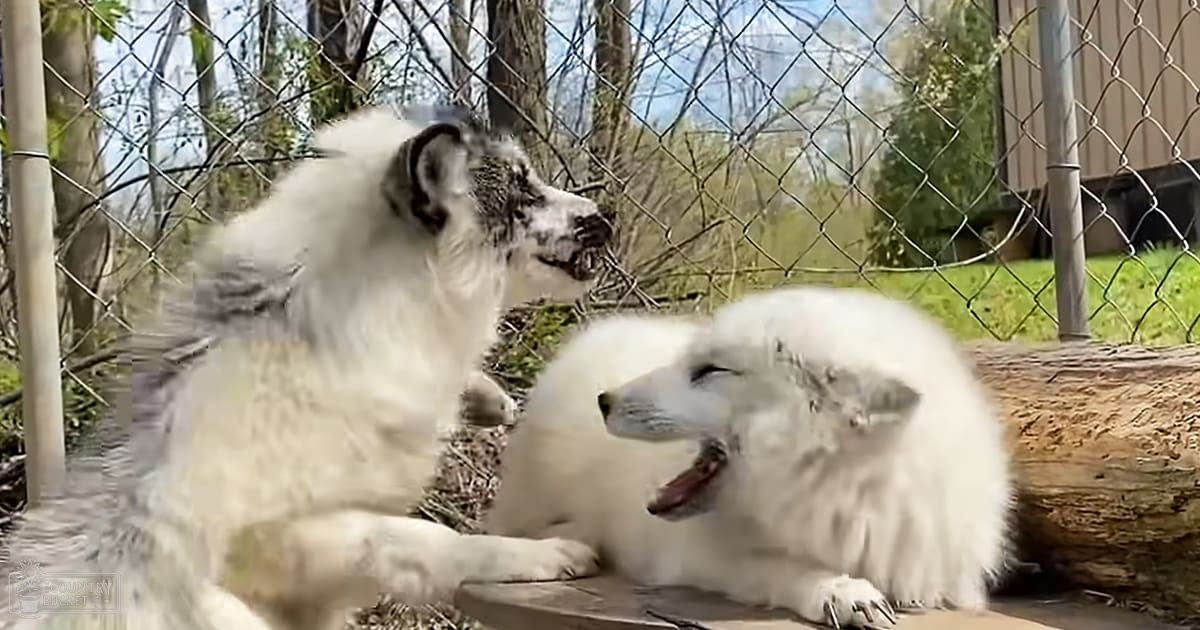 Two white dogs with fluffy coats, one darker around face and ears in an outdoor fenced area with grass and fallen leaves suggesting spring or autumn.