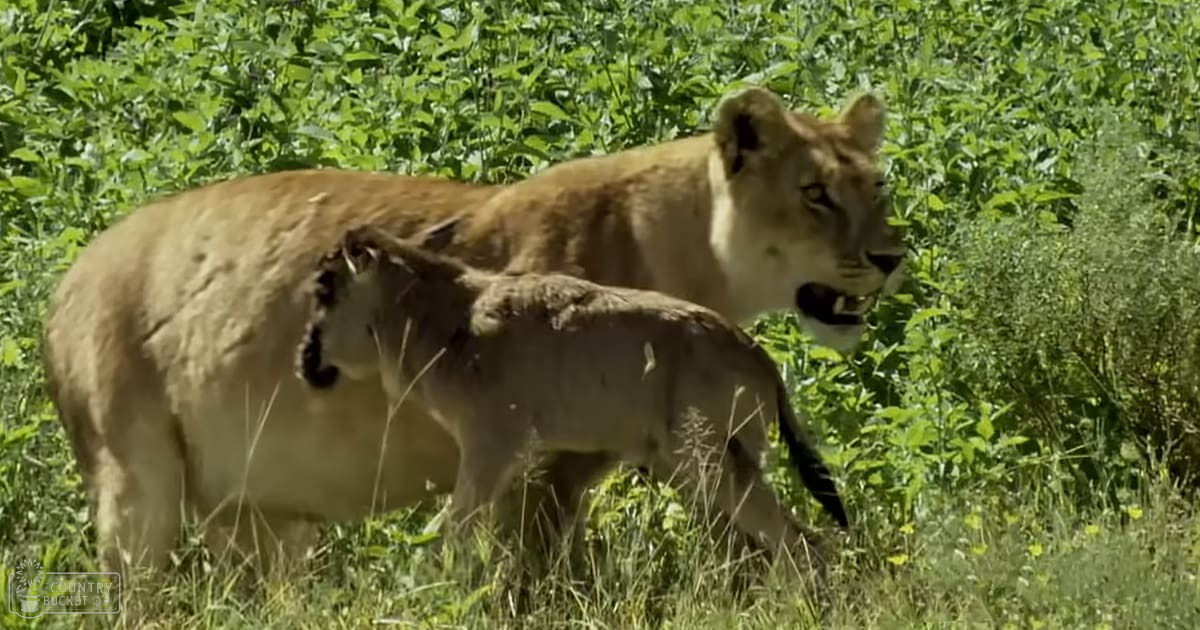An adult female lion with a young cub in a lush grassy savanna habitat under bright daylight.