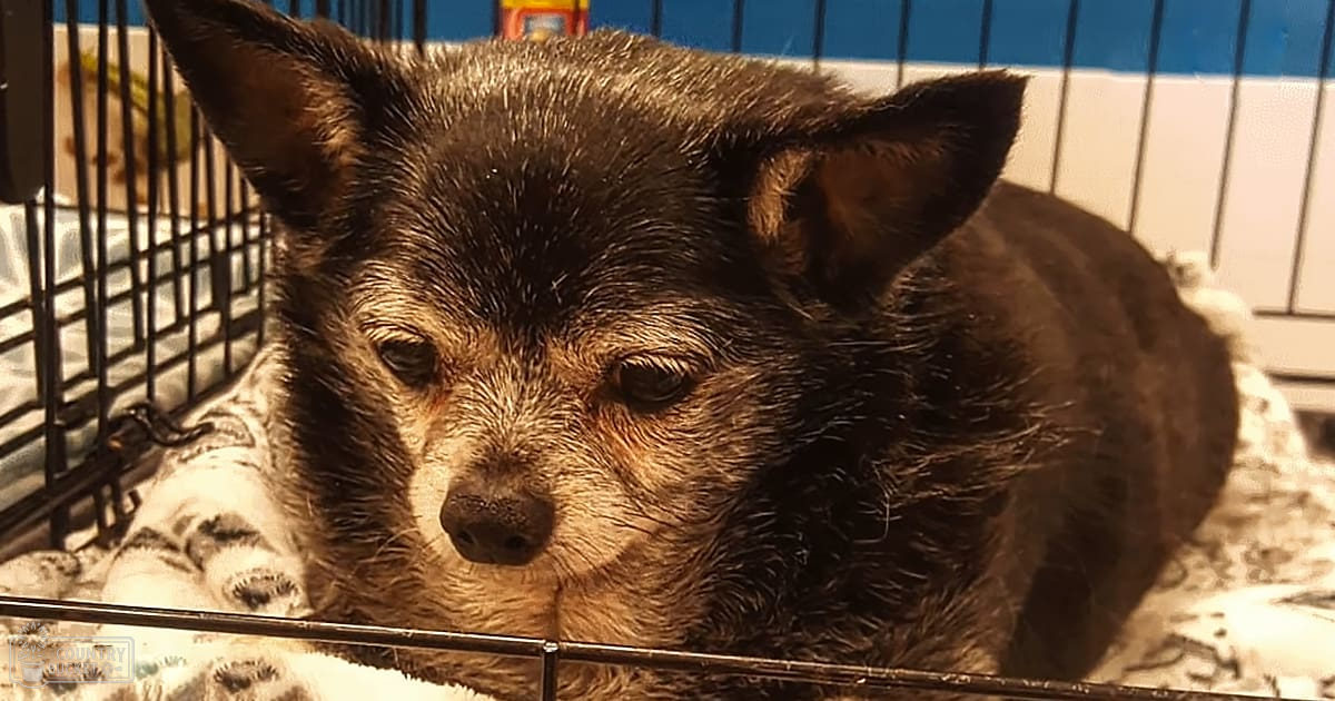 A small black dog with brown markings in an animal shelter setting, resting on a patterned blanket within a metal kennel. The environment suggests daytime lighting.