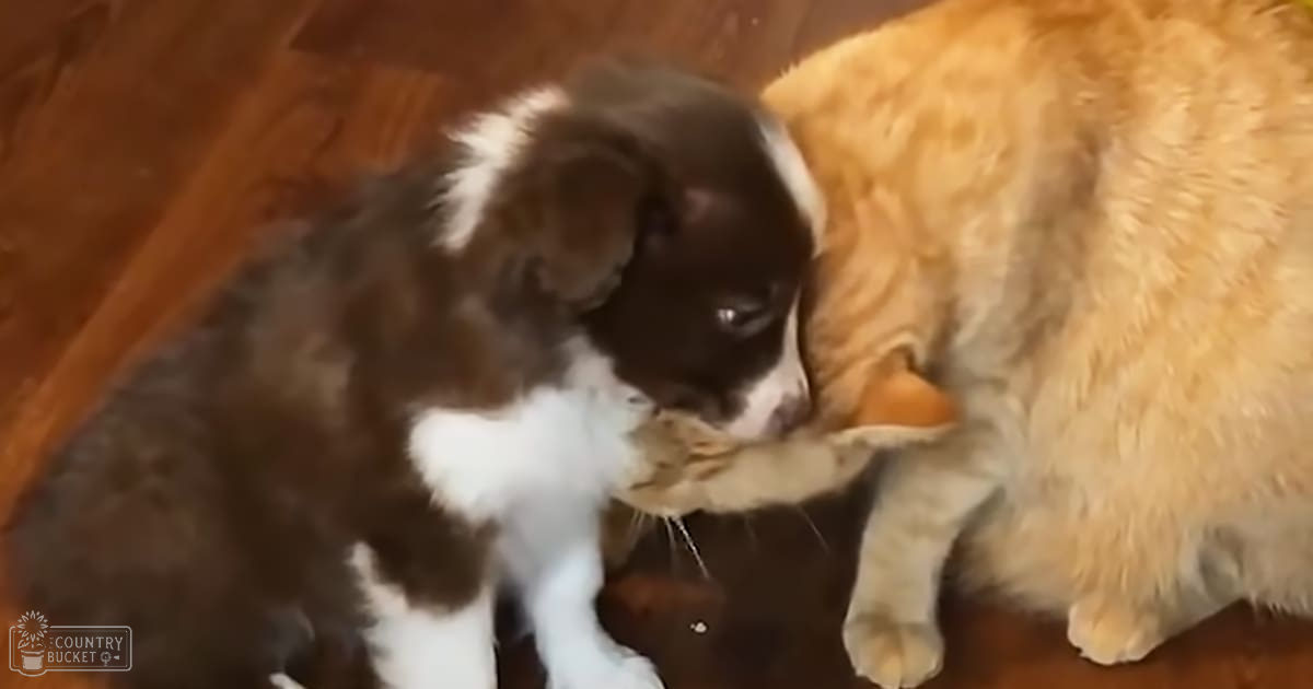 A young Border Collie mix puppy interacting with an adult orange tabby or calico cat in a cozy home setting on a wooden floor.