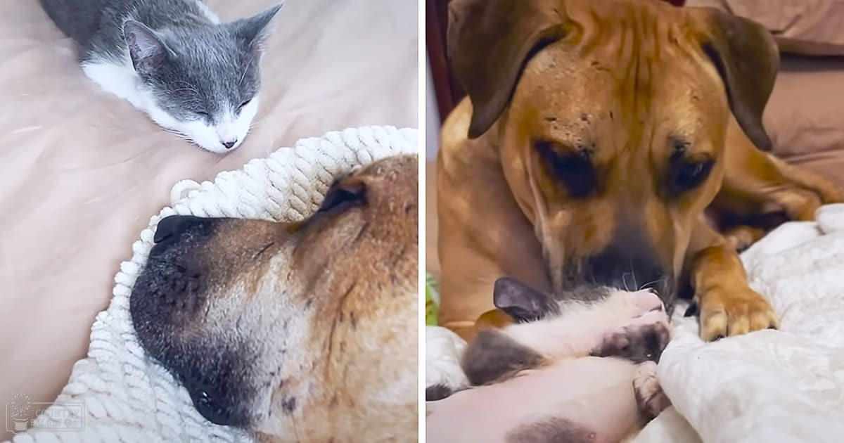 Two cats, one likely a kitten with a domestic shorthair coat and another adult Boxer or similar medium-sized breed, interact in an indoor bedroom setting. Neutral-colored bedding and soft natural light suggest daytime.