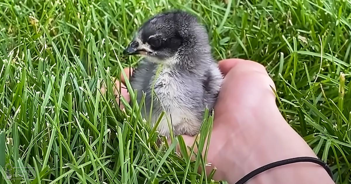 A baby chick with fluffy downy gray feathers, held by an adult hand outdoors in a grassy area on what appears to be a warm day.