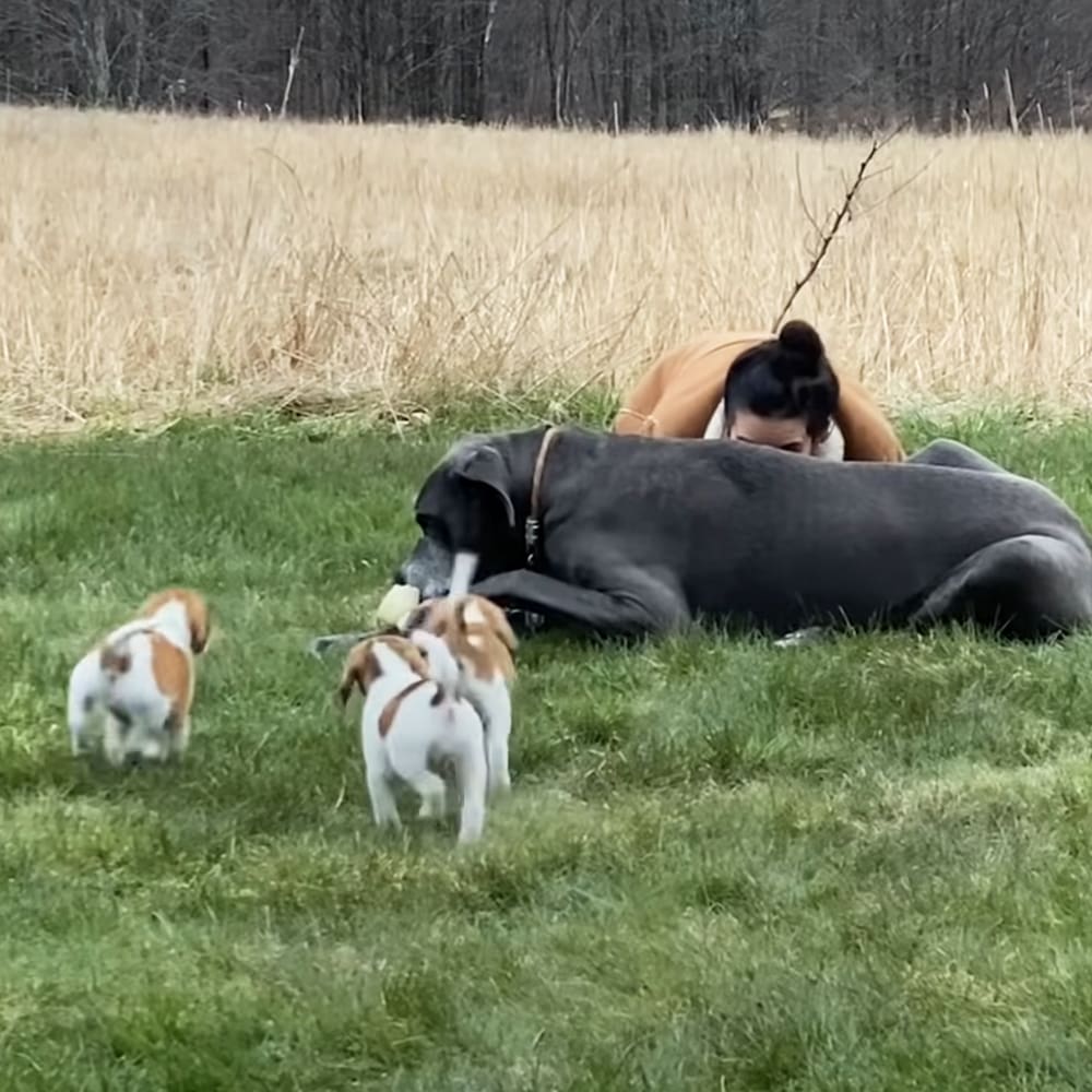 Two young Jack Russell Terriers with white bodies and brown patches playfully interacting in an open field surrounded by a Great Dane, under natural daylight.
