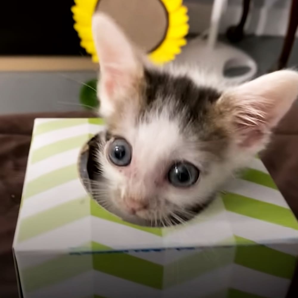 A young, white-furred kitten with dark markings around its eyes and ears sits indoors on neutral-colored walls and flooring.