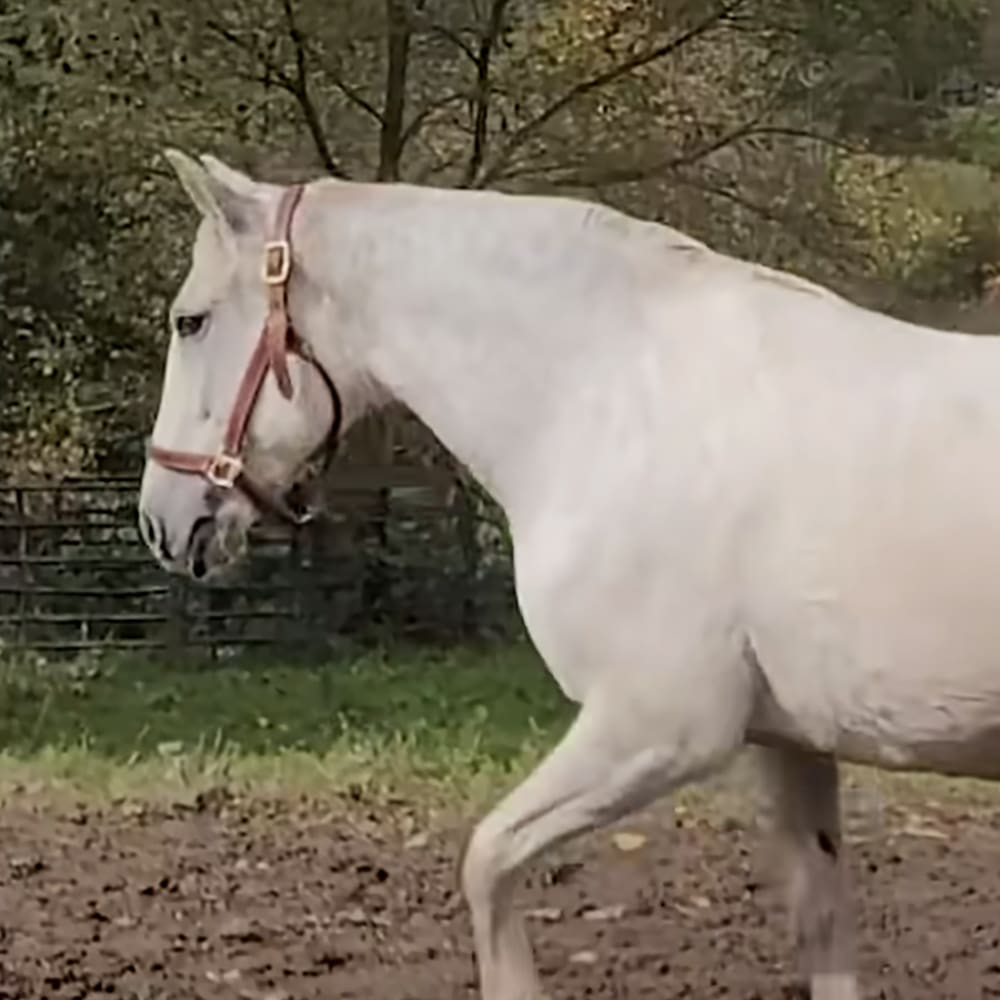 A white horse wearing a pink halter in an outdoor grassy area with trees, late spring or early fall setting, greenery, brown ground, white coat, and pink halter.