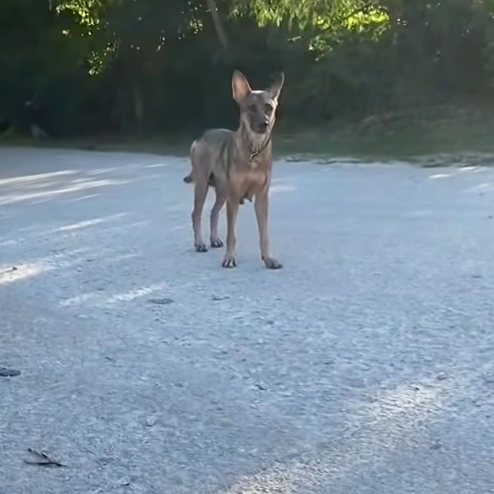 A slender medium-sized dog with pointed ears standing outdoors amidst trees during daylight hours in a park or forested region