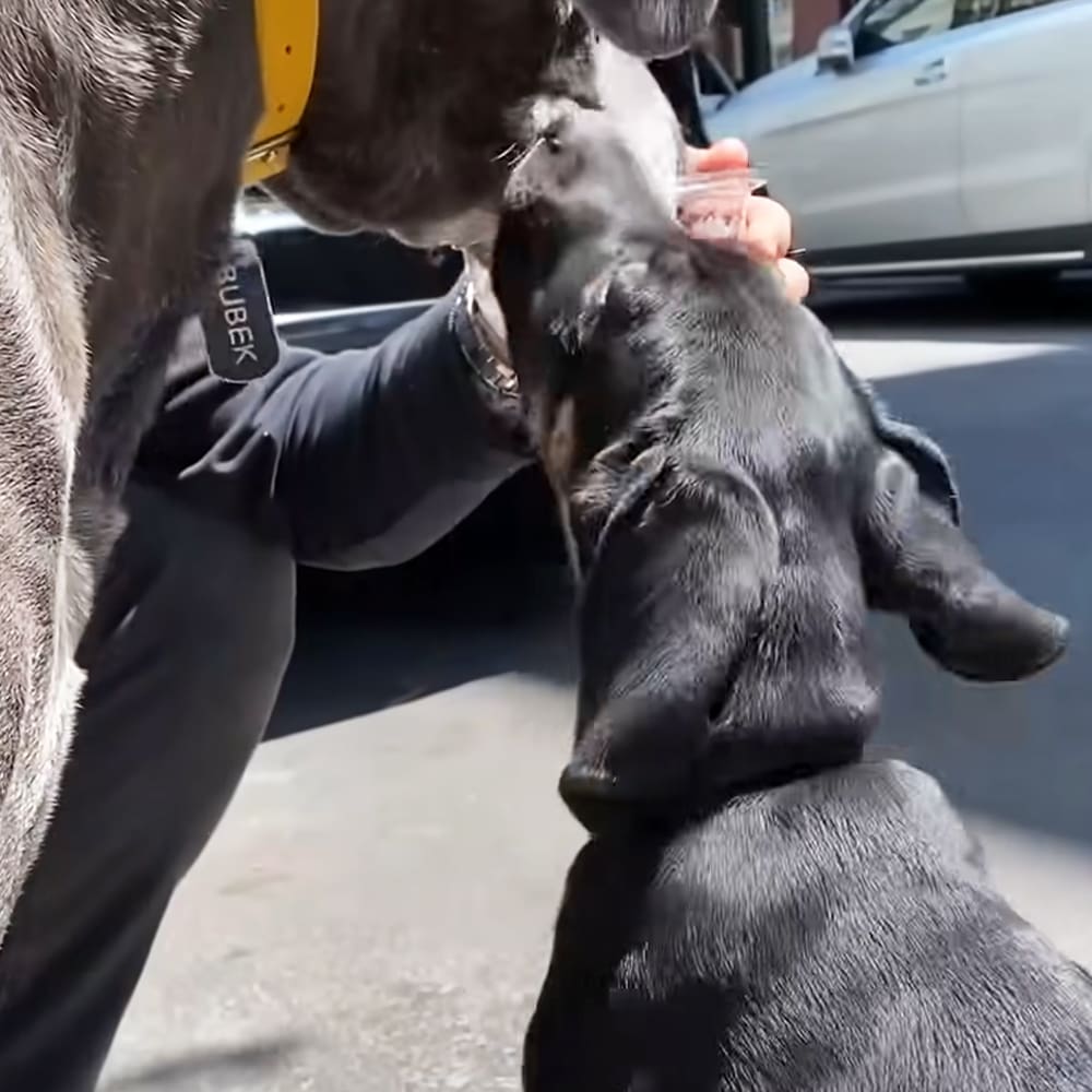 A Great Dane or similar large breed dog being fed by an adult male wearing a dark-colored jacket outdoors on a paved urban street with vehicles partially visible in the background, under natural daylight.
