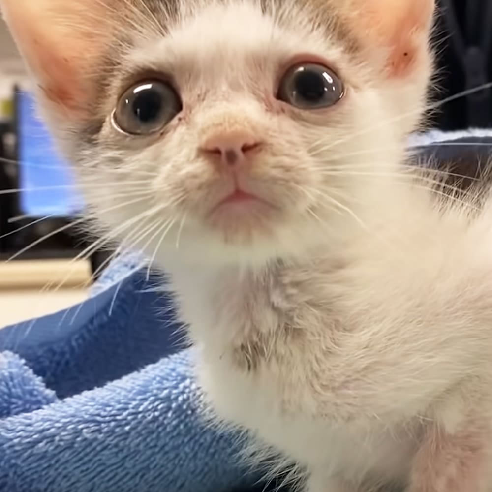 A young, white kitten with orange ear markings sits indoors on a blue surface.
