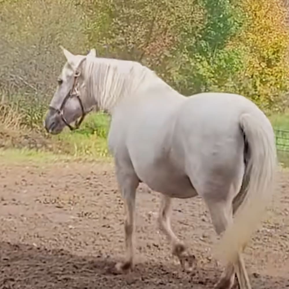 A white horse with a light-colored mane and tail stands in an outdoor paddock surrounded by dirt ground and some greenery, suggesting autumn due to yellowing leaves.