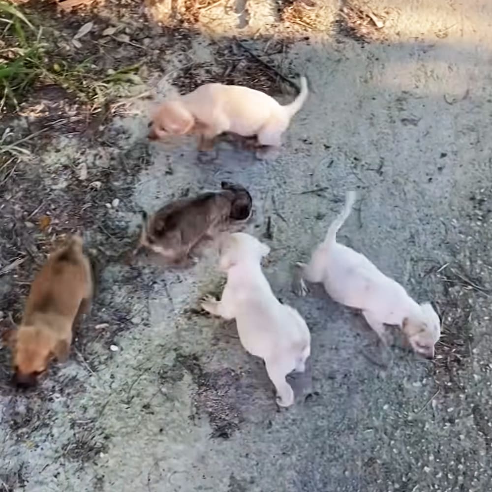 Three light beige, dark brown, and white puppies outdoors in a natural setting under daylight