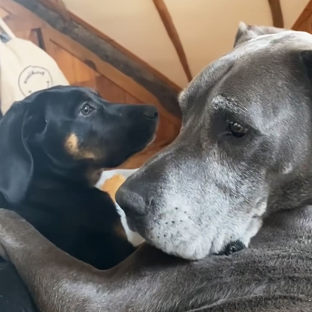 Two dogs, one with black fur and tan markings (possibly a Dachshund), and another gray Great Dane resting together in a home setting with natural daylight lighting.