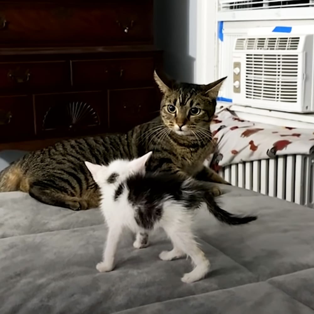 A tabby cat with stripes and a white chest alongside a smaller black-and-white kitten in an indoor bedroom setting.