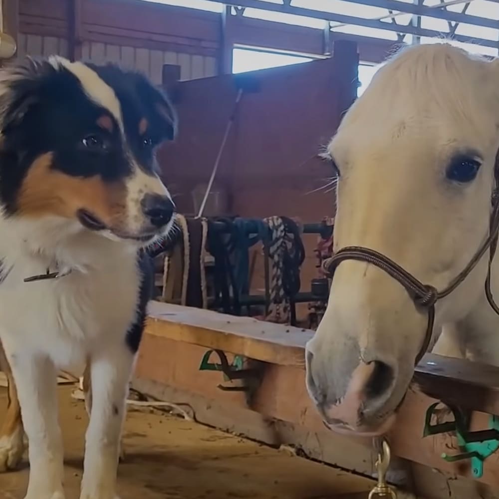 Two adult animals, a dog with black, white, and brown markings and an Australian Shepherd mix breed, and a light-colored pony or small horse with a white coat and dark mane, in a stable setting with wooden walls and metal roof. The scene is neutral, suggesting daytime but not necessarily sunny.
