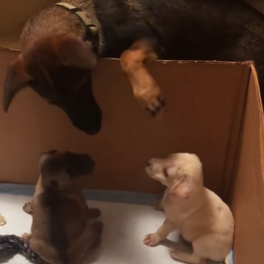 Three puppies, one light brown Labrador Retriever mix, another darker-furred puppy, a smaller lighter-furred puppy. Indoor setting with shades of brown and beige.