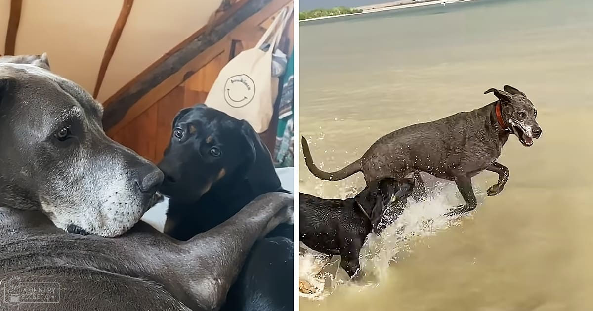 Two dogs, one resting indoors near wooden structures and ropes, another playing outdoors by water with dark brown or black fur; indoor setting possibly a boat cabin, outdoor scene at riverbank.