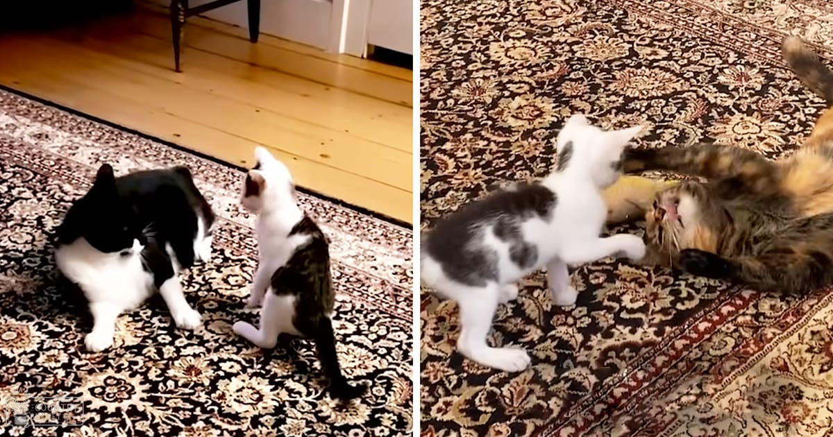 Two tabby kittens, one with a black and white coat, the other gray and white, indoors in a living room setting.