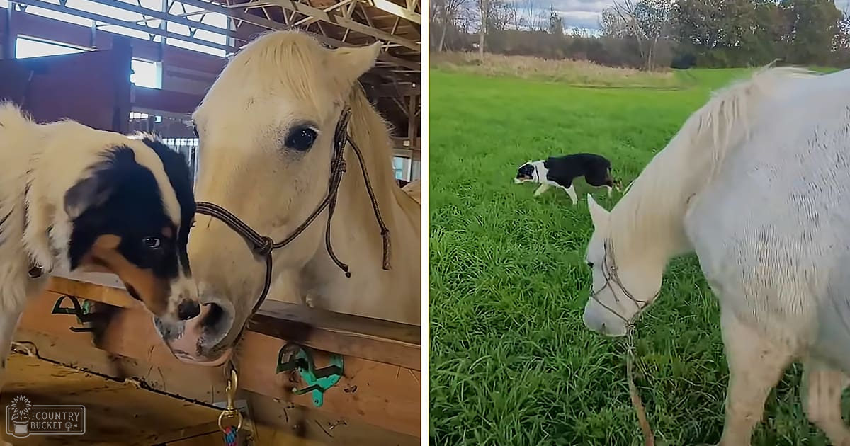 An adult horse and a Border Collie dog, one inside an indoor stable with wooden beams and natural light, another outside on a grassy field surrounded by trees during spring or summer.