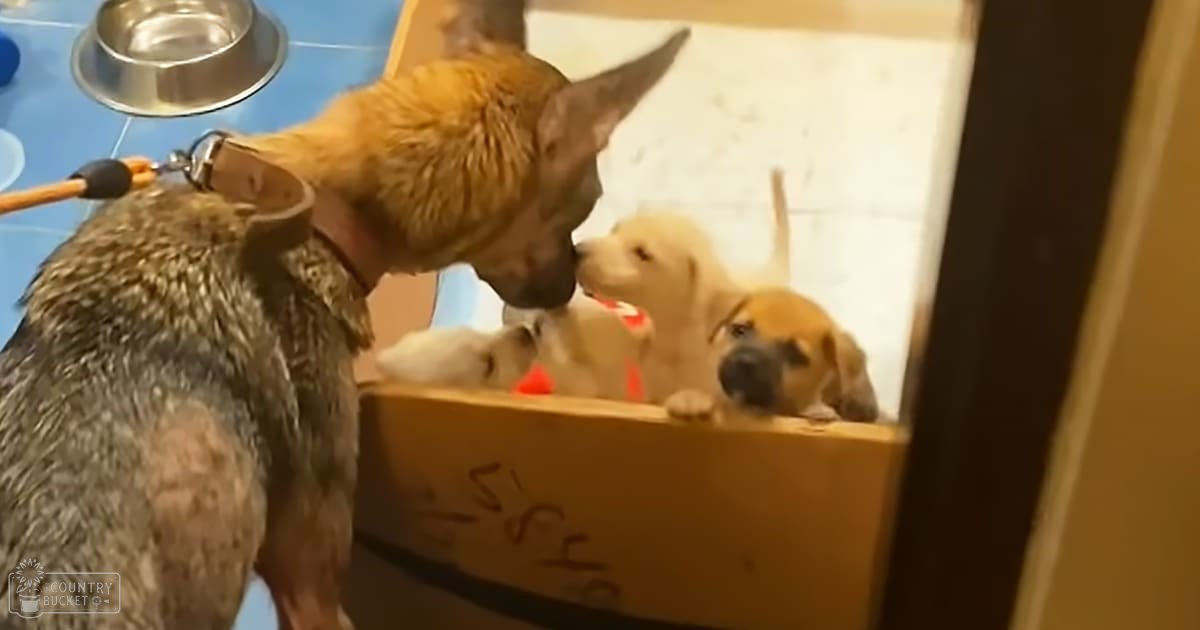 A large adult German Shepherd with a brindle coat interacting with three playful puppies in an indoor home setting