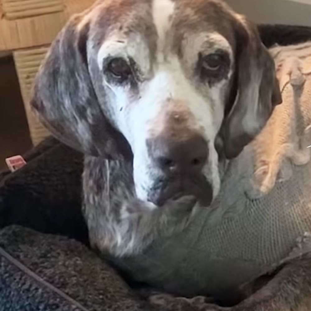 A Beagle dog with brown and white coat, lying indoors on a dark cushion under neutral lighting.
