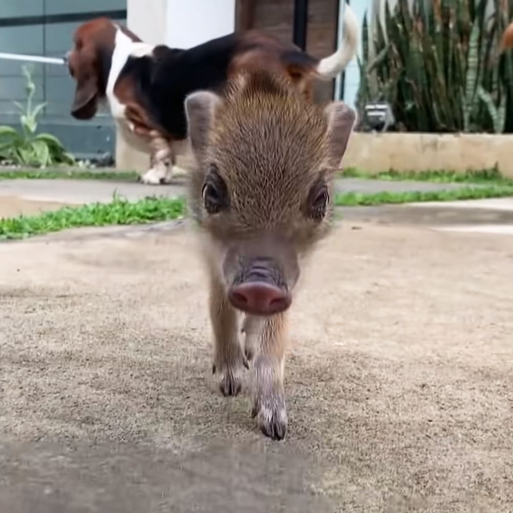 A young piglet with light brown fur and darker markings around its eyes and ears stands on a concrete pathway near a residential area, surrounded by greenery and a building with glass windows.