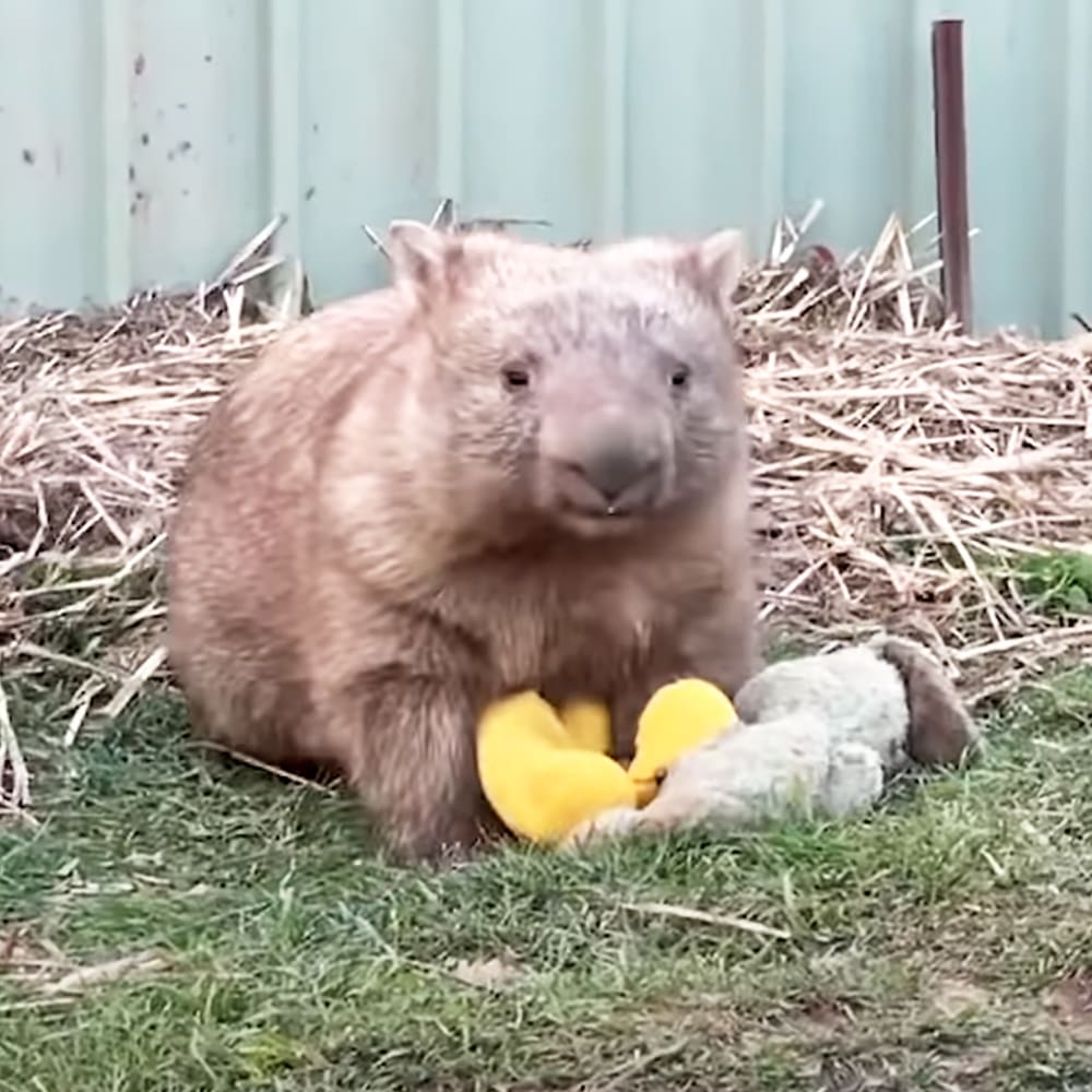 A wombat in an outdoor enclosure with hay and a corrugated metal fence, suggesting it might be part of a zoo or wildlife sanctuary; spring or summer setting with greenery and daytime light.