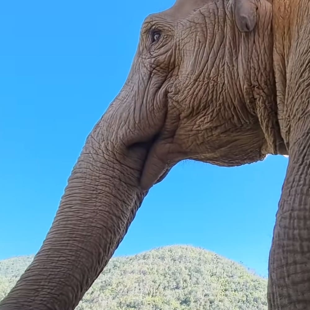 A mature African elephant with wrinkled skin stands in a lush, green outdoor setting under clear blue skies.