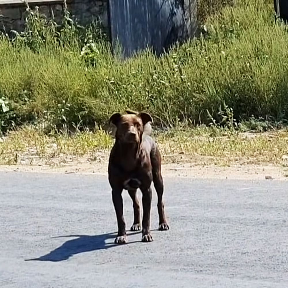A dark brown dog with lighter patches stands on a paved surface surrounded by greenery in an outdoor setting during spring or summer.