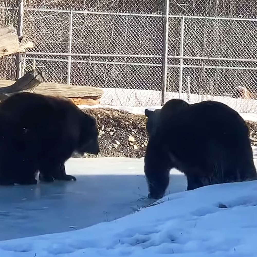 Two black bears in a zoo enclosure covered with snow, chain-link fence visible in background.
