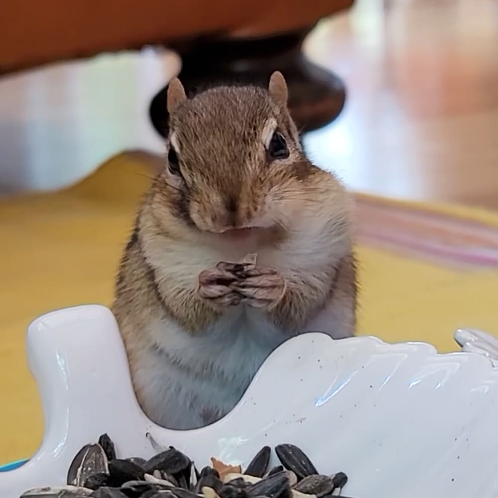 A juvenile or young adult chipmunk holding sunflower seeds, indoors with natural light filtering through windows during spring or summer.
