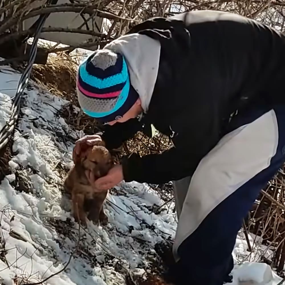 A young adult female wearing a winter jacket with hood and pants, interacting with a small light brown puppy in a snowy outdoor setting.