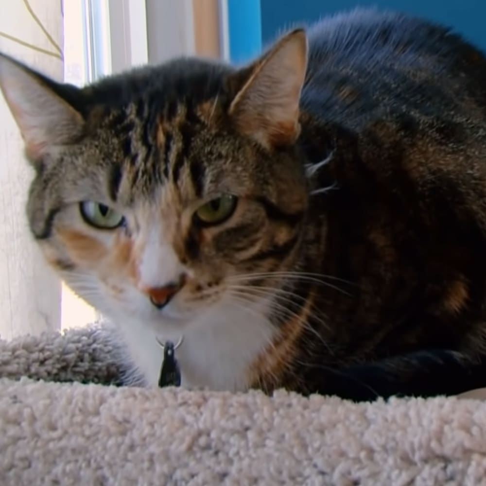 A tabby cat with a mix of black, orange, and white fur sits indoors near a small object resembling a toy or insect. Natural light streams in from a window, suggesting it's daytime.